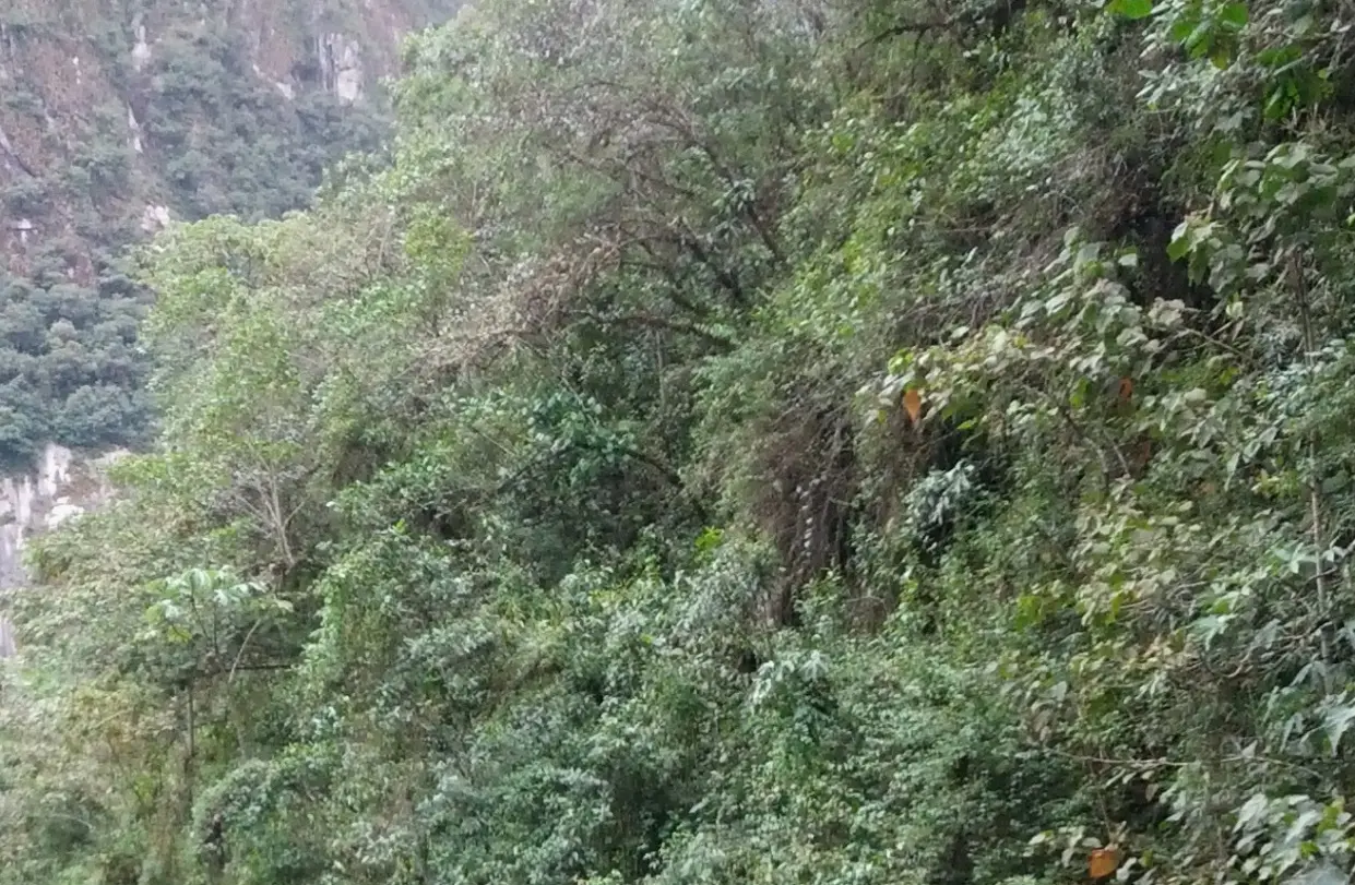 Legend has it that once guayusa is drunk, the visitor will always return to the Ecuadorian jungle