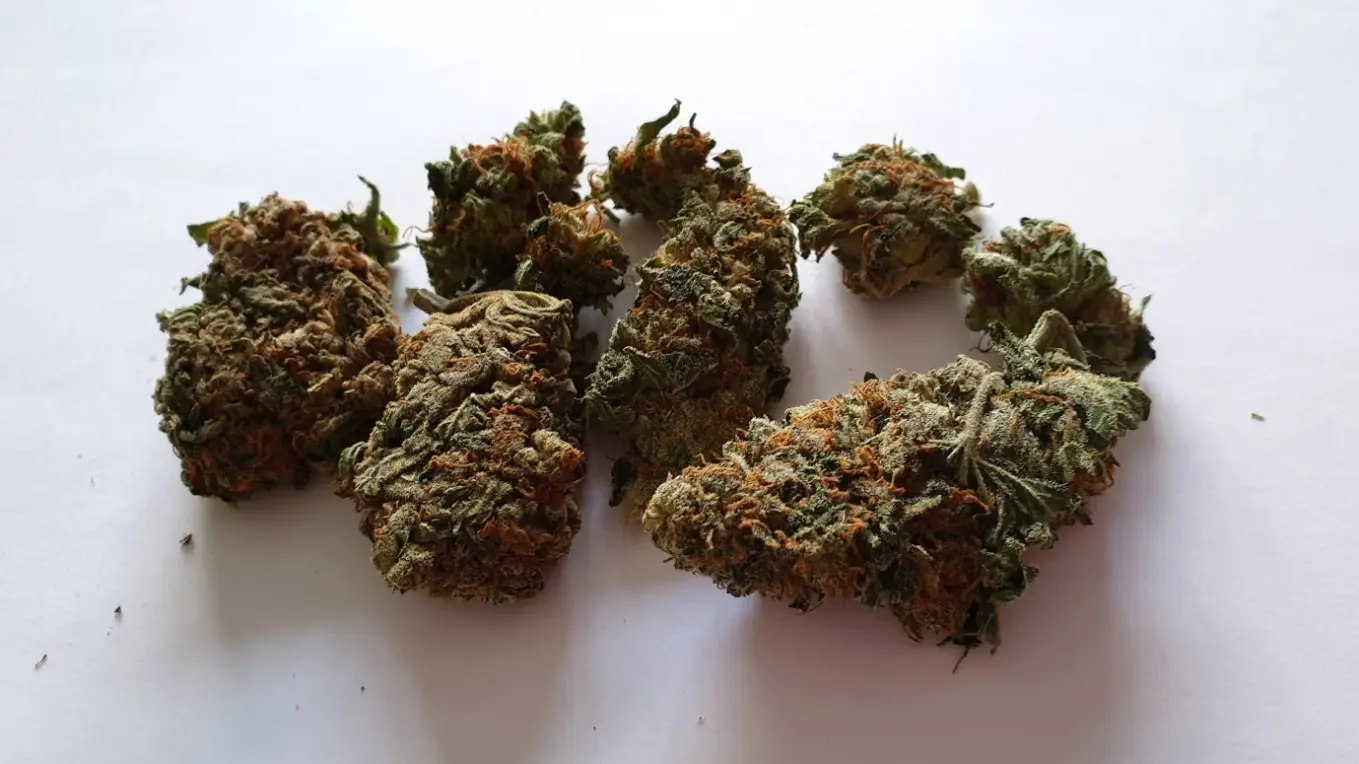 Master Kush, which originated in the Netherlands, was a popular indica dominant
strain (80%) at time or writing. I obtained this particular sample to test its
frequently cited efficacy as a sleep-aid and general relaxant.