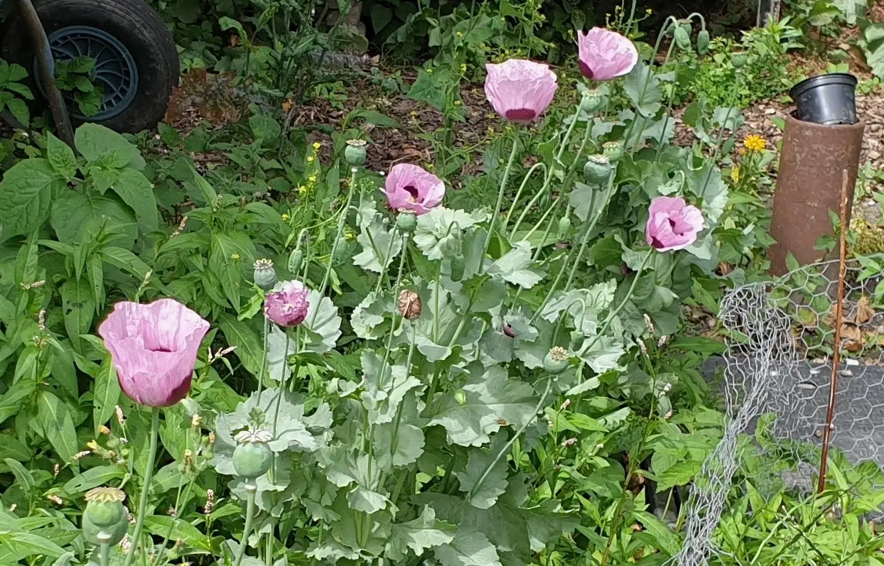Opium poppies as found growing wild